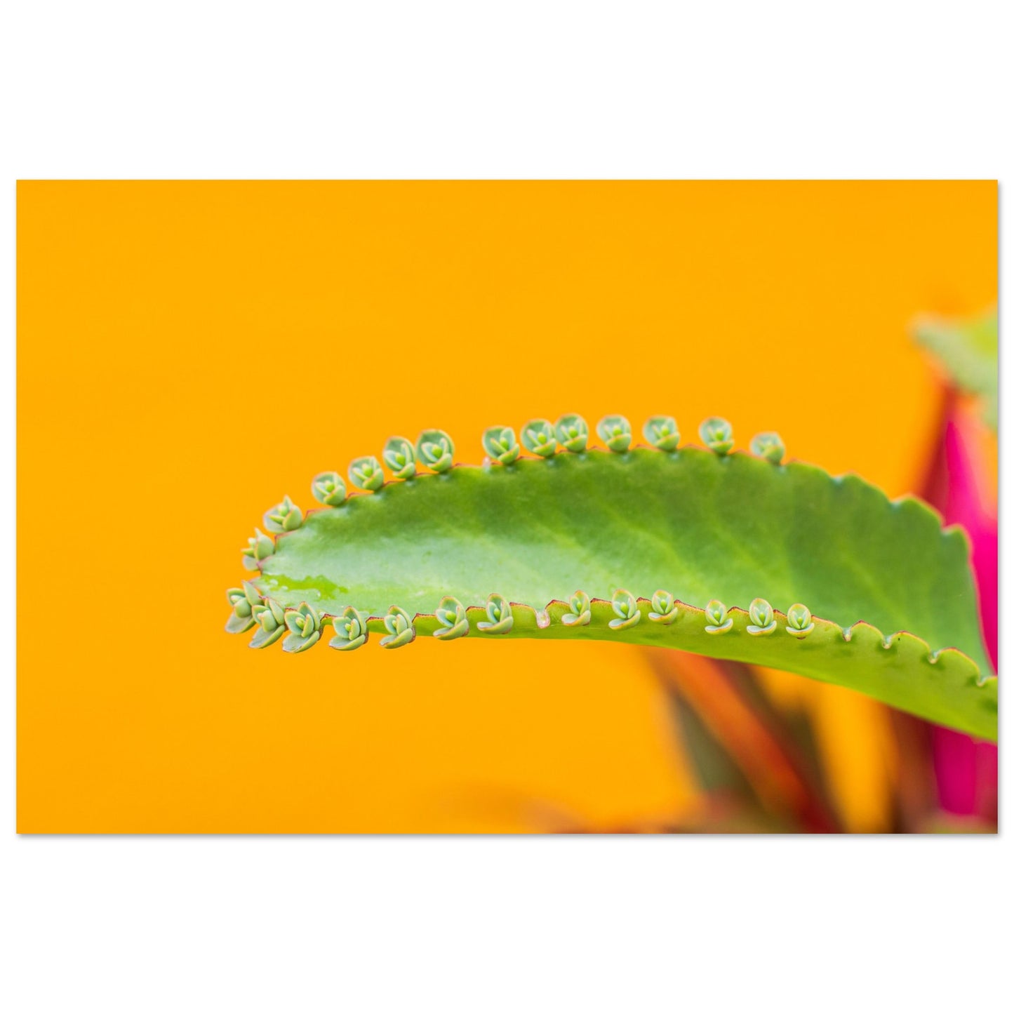 2c140ed3-8438-432f-a6be-992ceb1de810