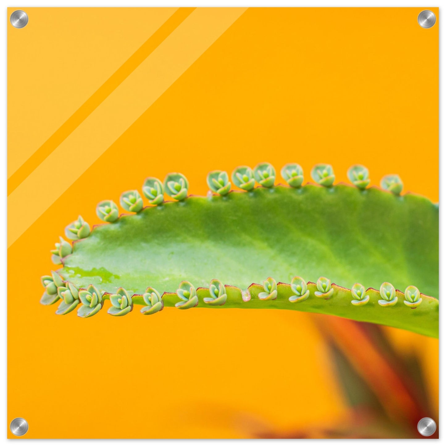 d446d455-24a5-4b58-9872-dba6c3f9baec